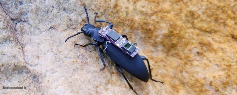 زوبورگها ؛ سوسکهای سایبورگ نجاتدهنده