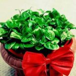 طرز تهیه سبزه عید هفت سین با پرتقال