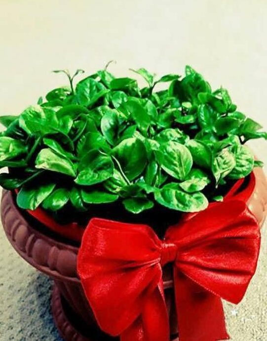 طرز تهیه سبزه عید هفت سین با پرتقال