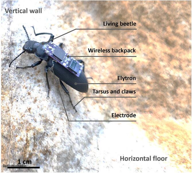 زوبورگ‌ها ؛ سوسک‌های سایبورگ نجات‌دهنده