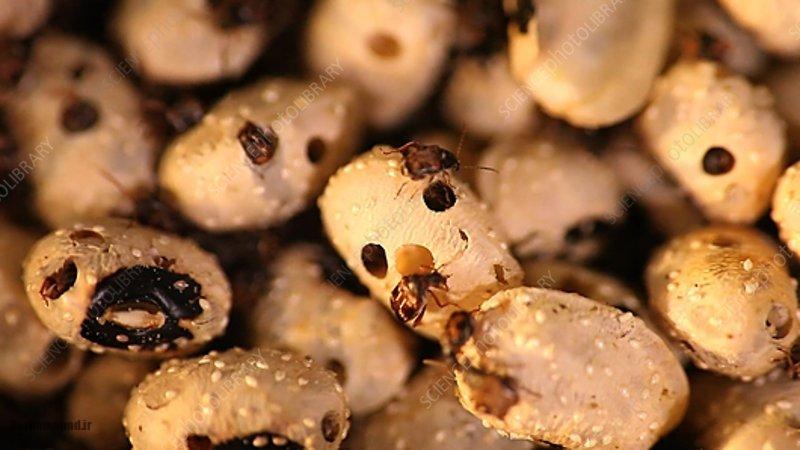 دفع حشرات از حبوبات