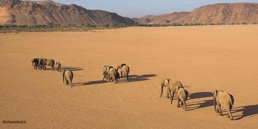 فیلهای بیابانی نامیب فیلهای بیابانی نامیب