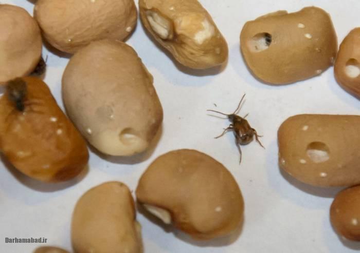 پیشگیری و دفع حشرات از حبوبات