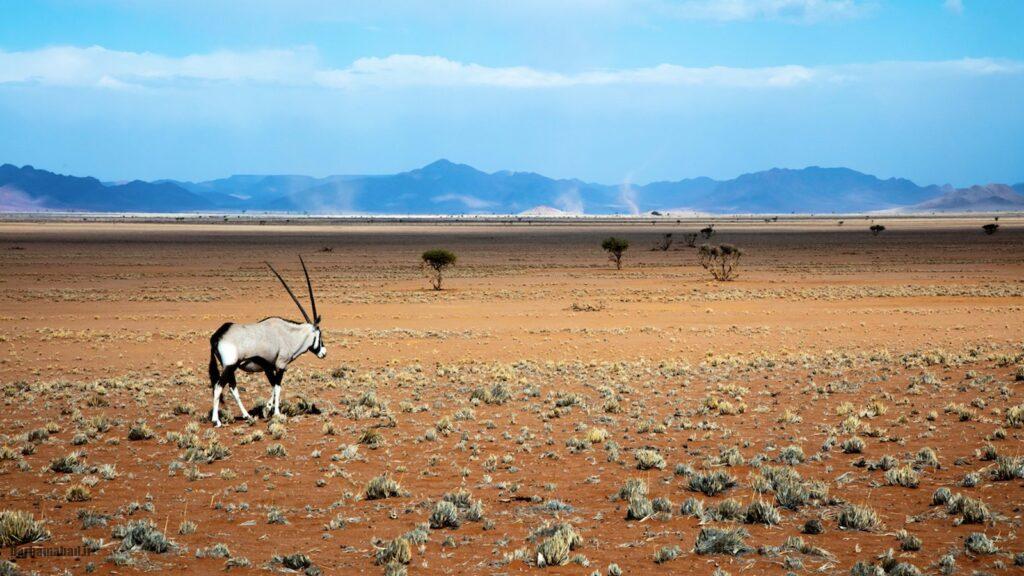 صحرای نامیب صحرای نامیب