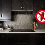 سوسک کابینت