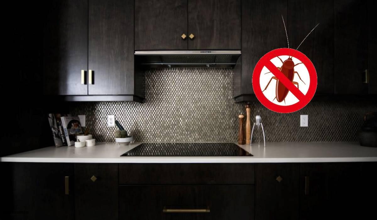 سوسک کابینت