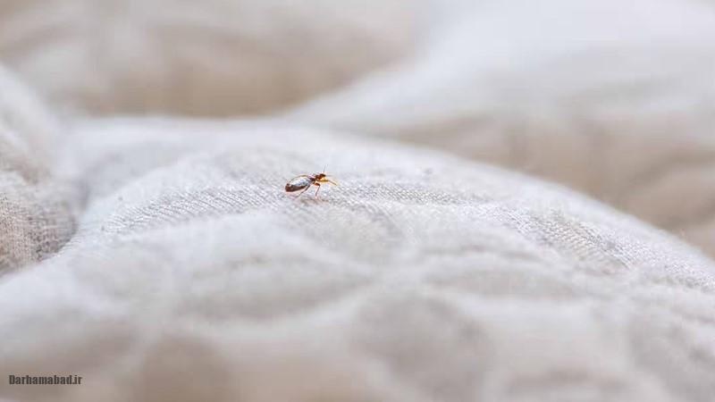 ساس تختخواب