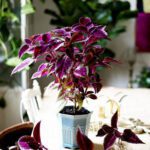 گیاه حسن یوسف