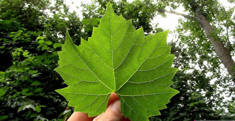 برگ مو - برگ انگور برگ مو - برگ انگور