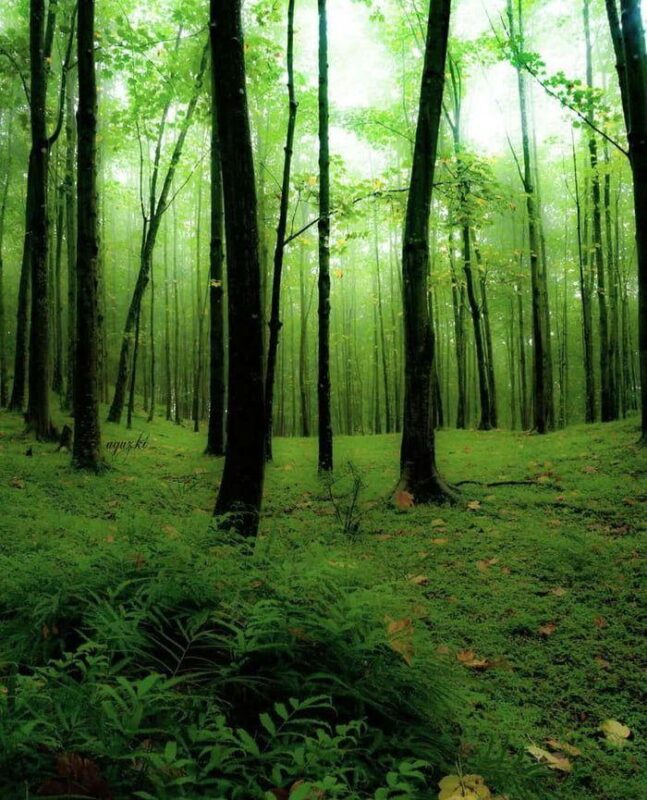 جنگل دالخانی رامسر