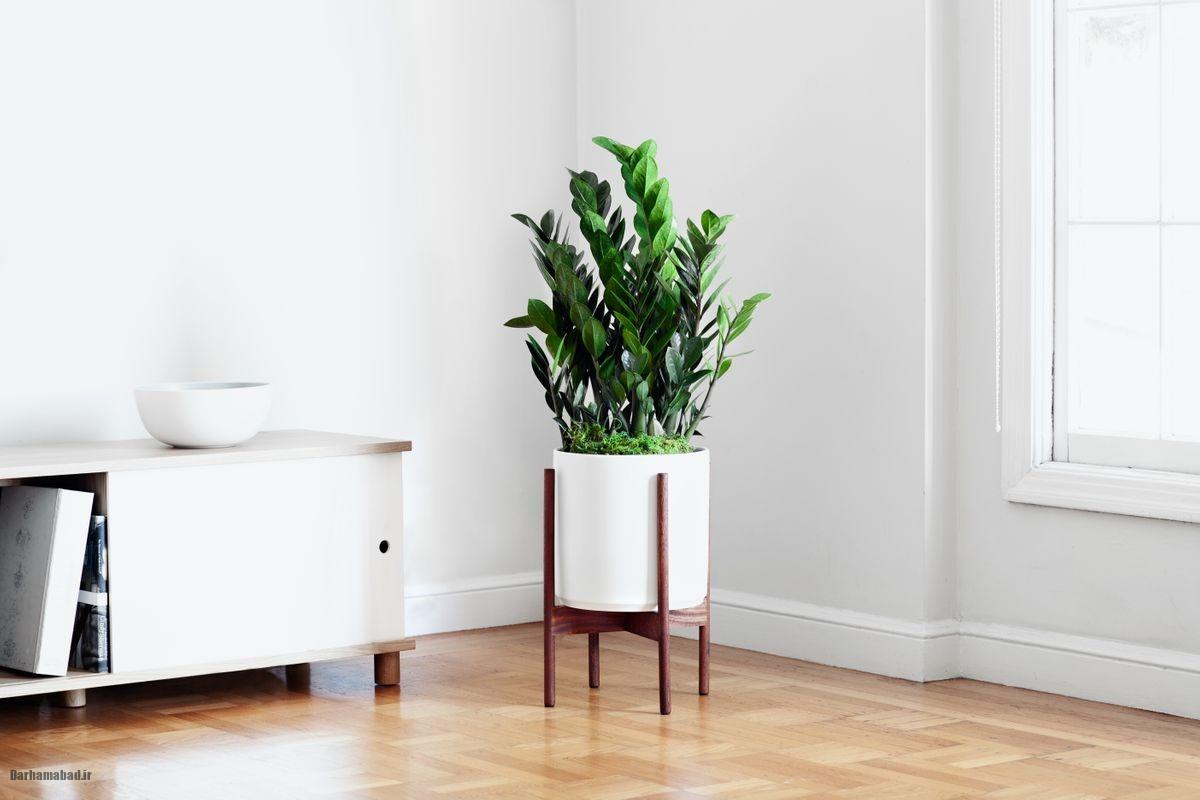 گیاهان آپارتمانی