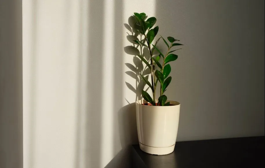 گیاهان آپارتمانی گیاهان آپارتمانی