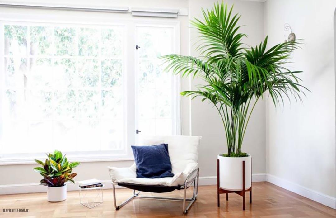 گیاهان آپارتمانی