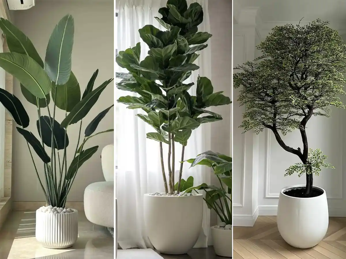 گیاهان آپارتمانی