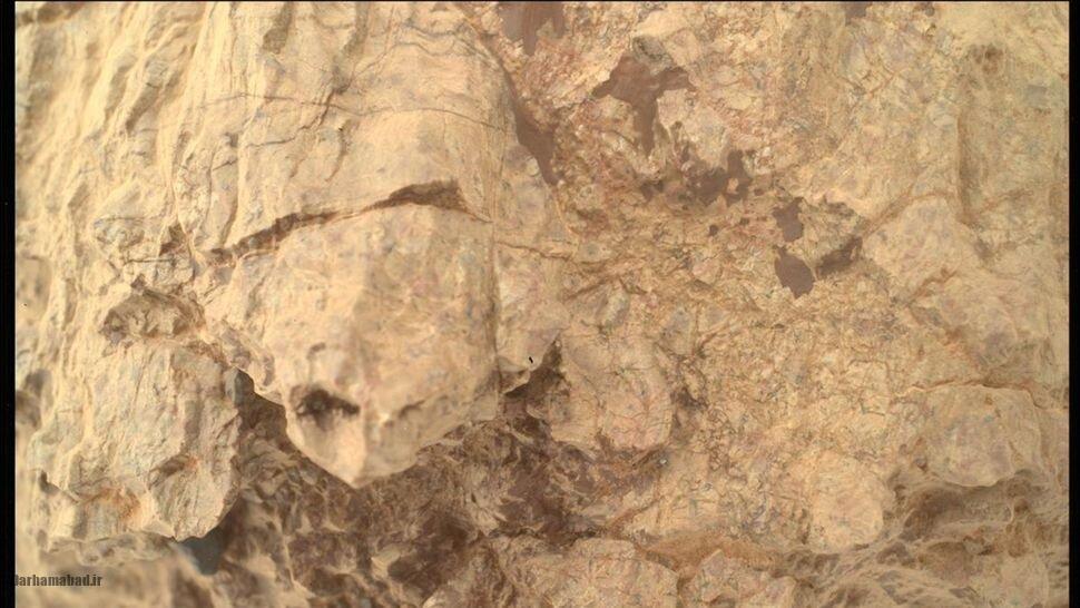 لاکپشت روی مریخ لاکپشت روی مریخ