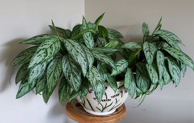 نگهداری آگلونما