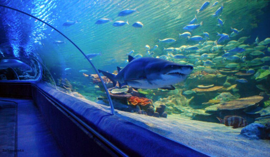 آکواریوم آکواریوم