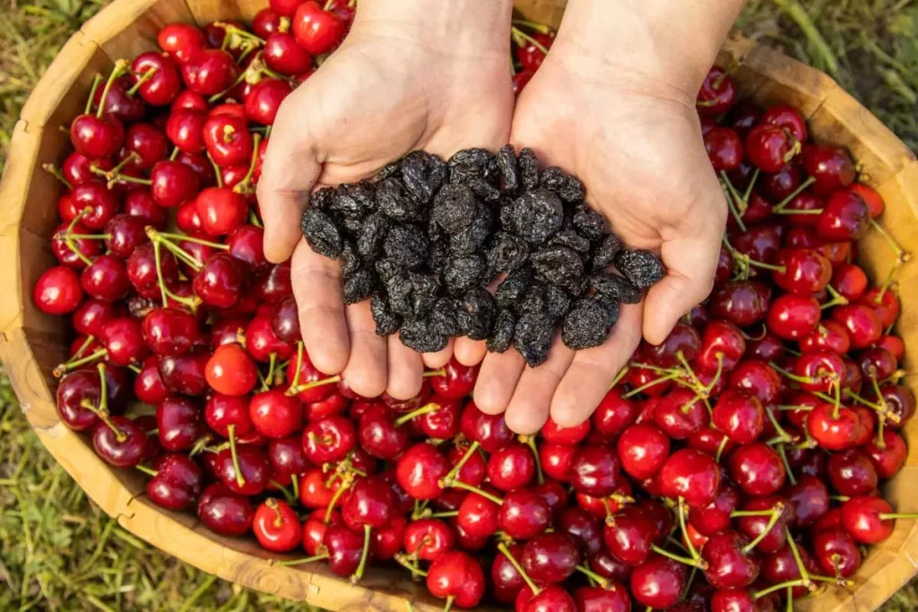 خشک کردن آلبالو خشک کردن آلبالو