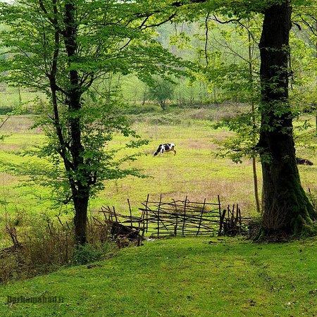 جنگل های لوندویل آستارا جنگل های هیرکانی