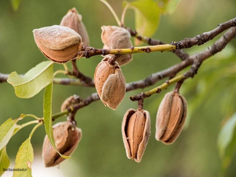 بادام تازه بادام تازه