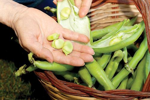 خوراک باقلا خوراک باقلا