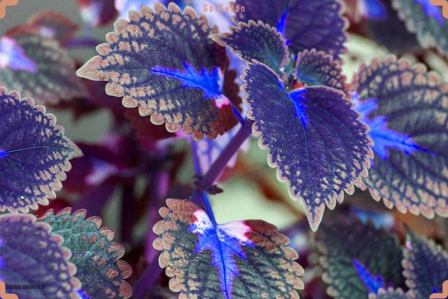 گیاه حسن یوسف