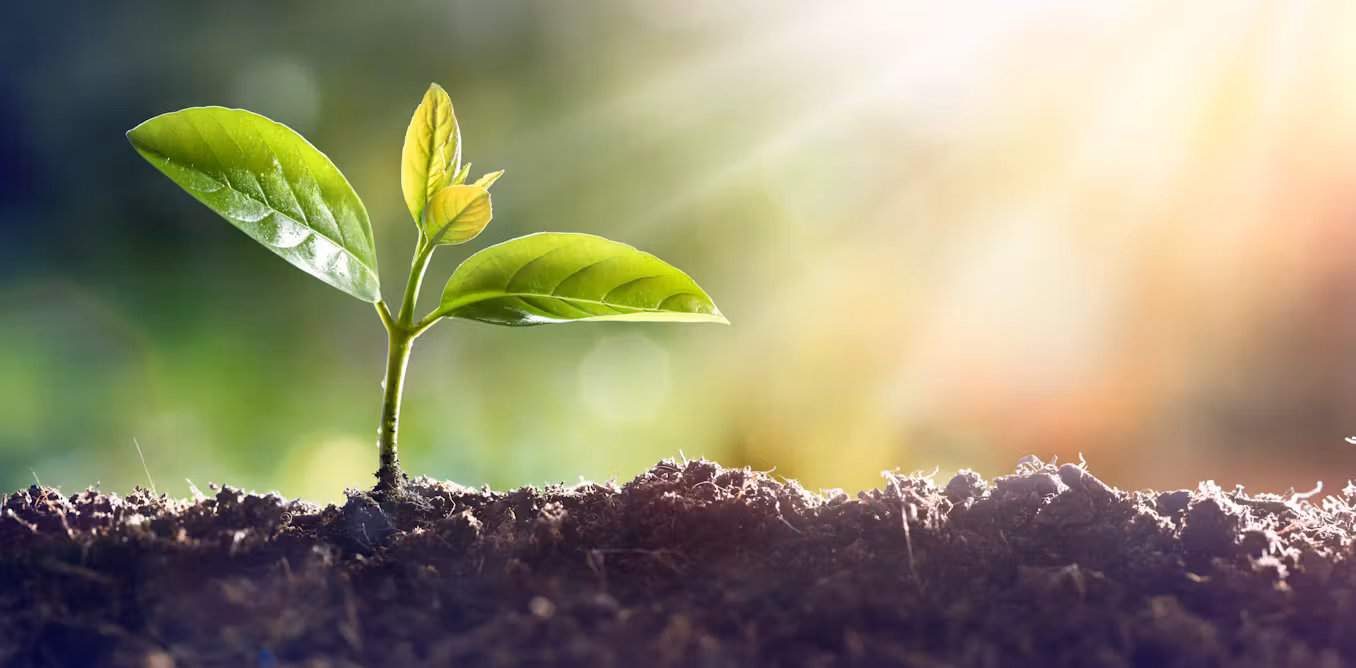 چه گیاهانی را کنار درختان میوه نکاریم