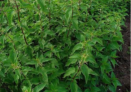 گیاه گزنه گیاه گزنه