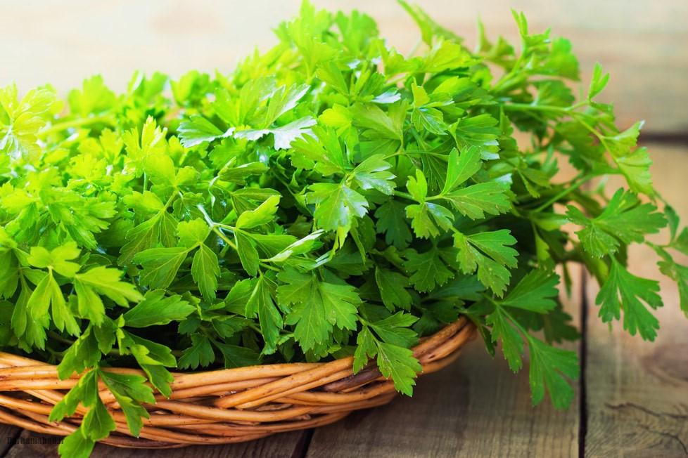 کاشت جعفری کاشت جعفری