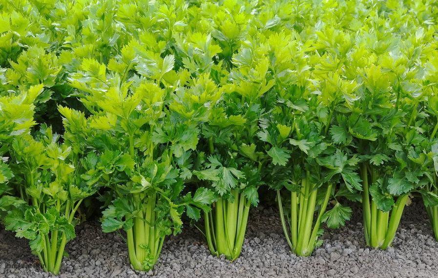 کاشت جعفری کاشت جعفری