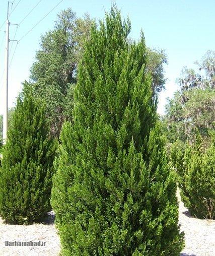 درختان اُرس یا سرو کوهی درختان اُرس یا سرو کوهی