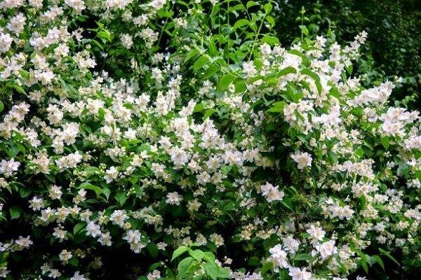 گل یاس رازقی