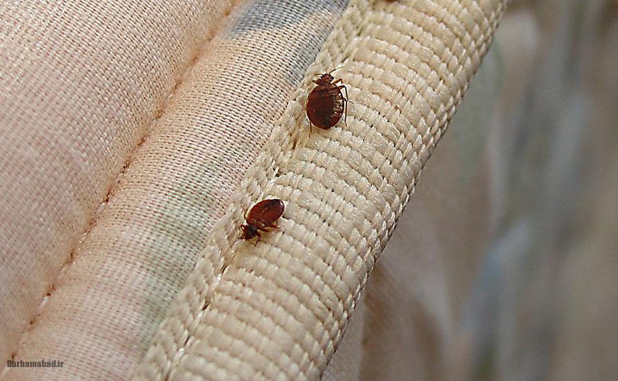 ساس تختخواب