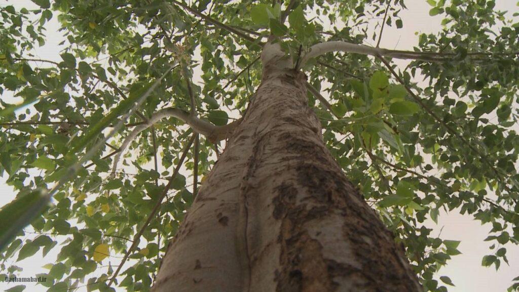 senobarak-forest1 جنگل صنوبرک