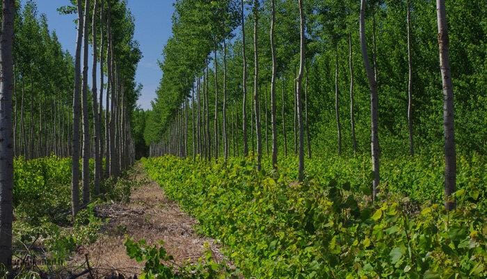 senobarak-forest2 طبیعت گلستان