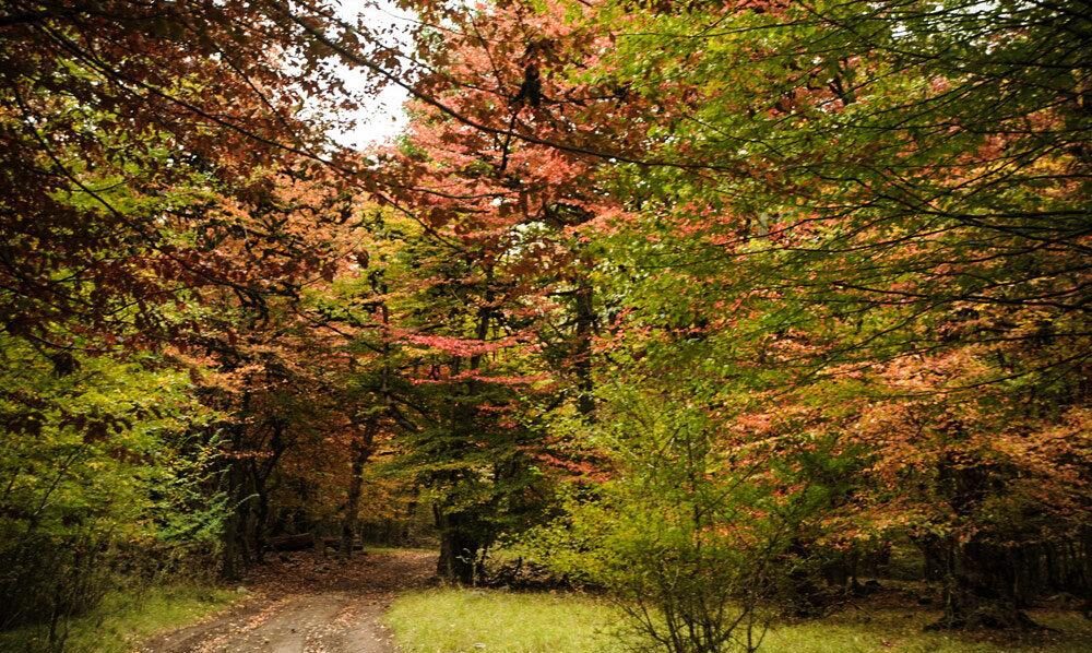 senobarak-forest3 استان گلستان