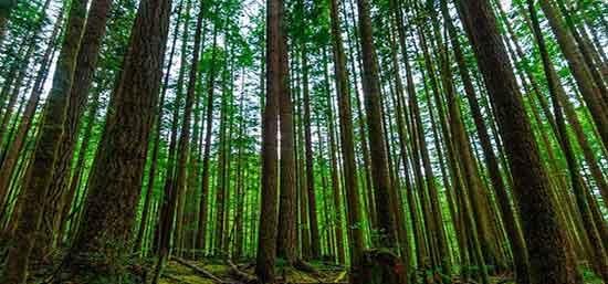 senobarak-forest4 جنگل