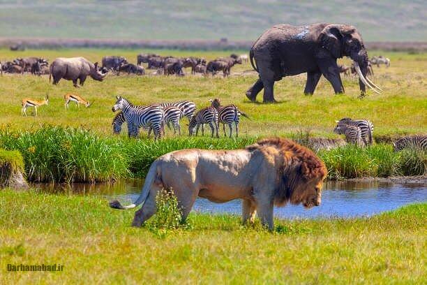 serengeti-national-park-tanzania