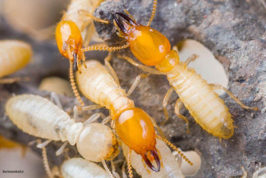 پیشگیری از آفات موریانه