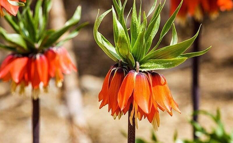 The Plain of Upside-Down Tulips of Aligudarz1 لاله واژگون