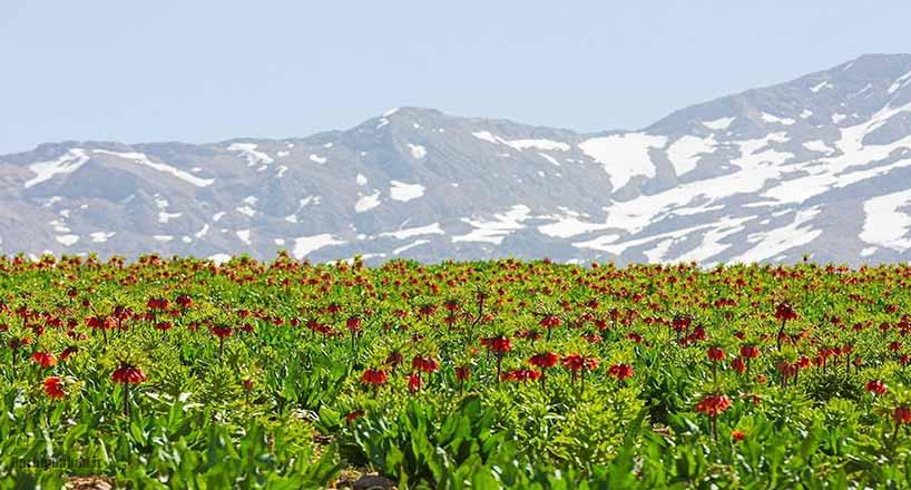 دشت لاله‌های واژگون لرستان