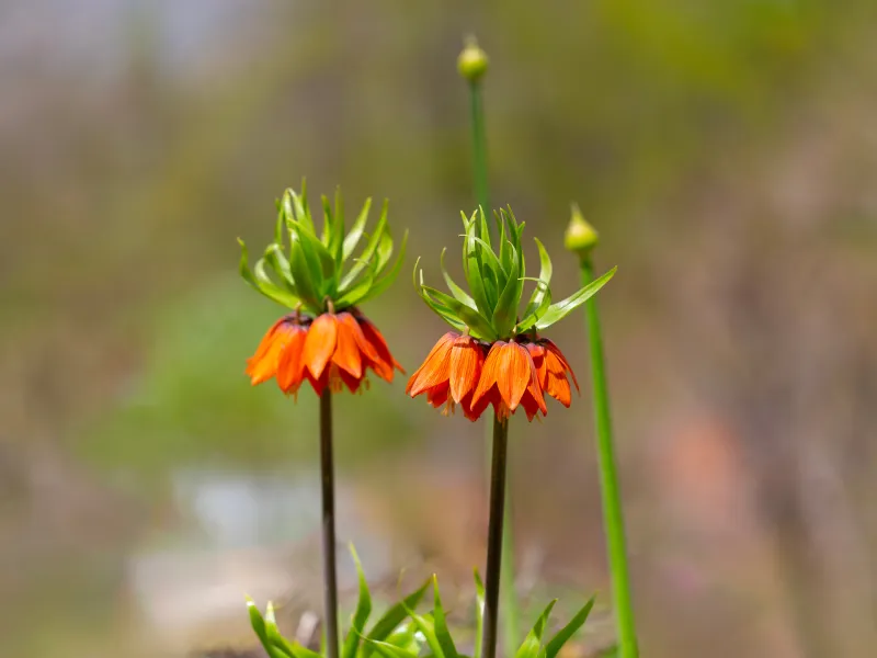 The Plain of Upside-Down Tulips of Aligudarz4 لالههای واژگون الیگودرز