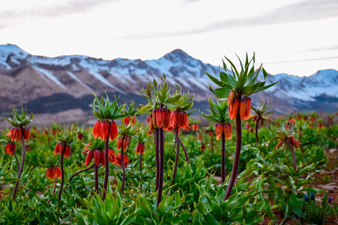 The Plain of Upside-Down Tulips of Aligudarz5