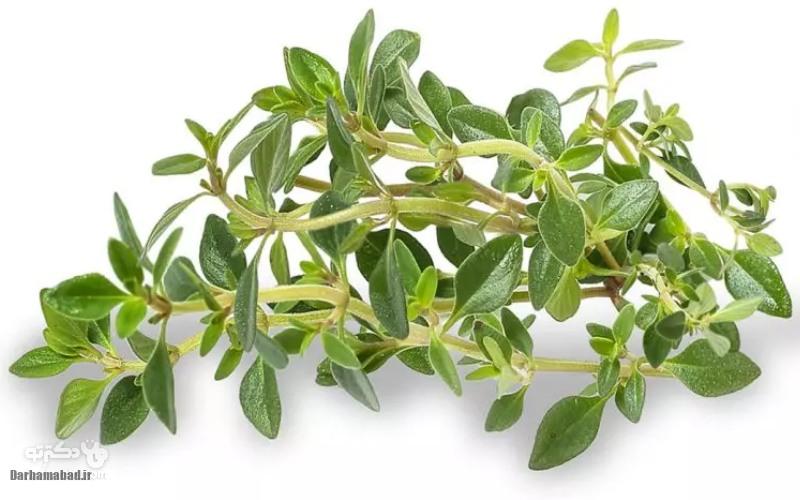 خواص آویشن خواص آویشن