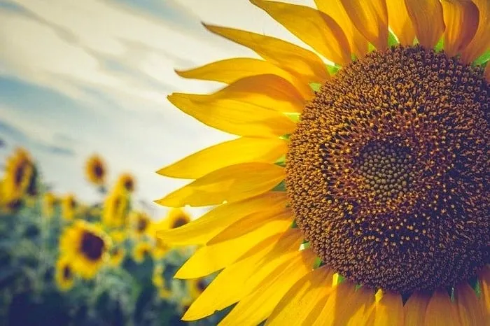 آفتاب گردون