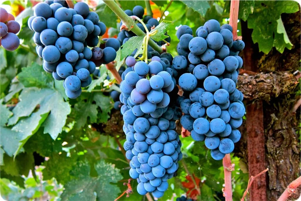 انگور شانی انگور شانی