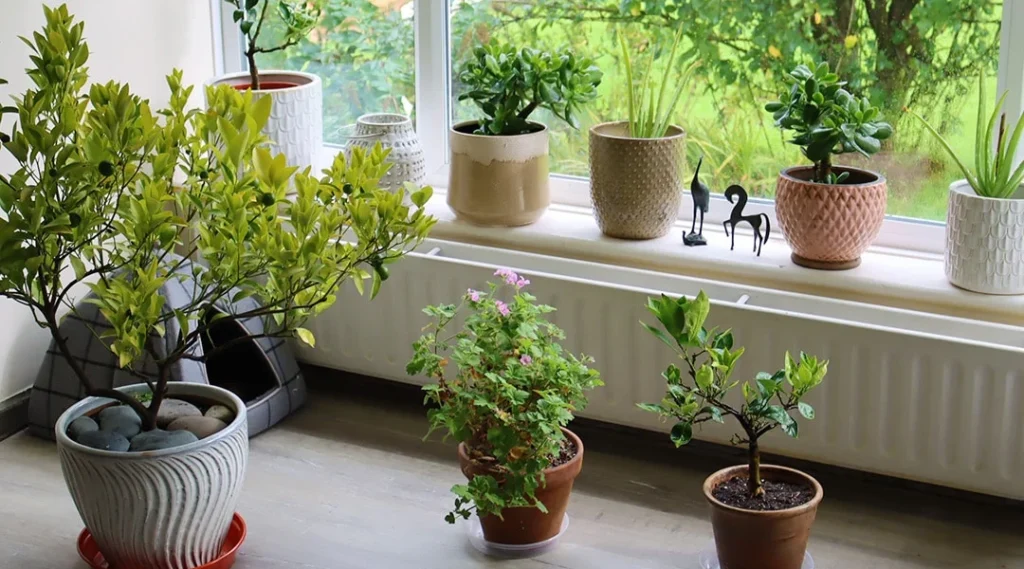 Gardening or growing houseplants باغبانی یا پرورش گیاهان خانگی