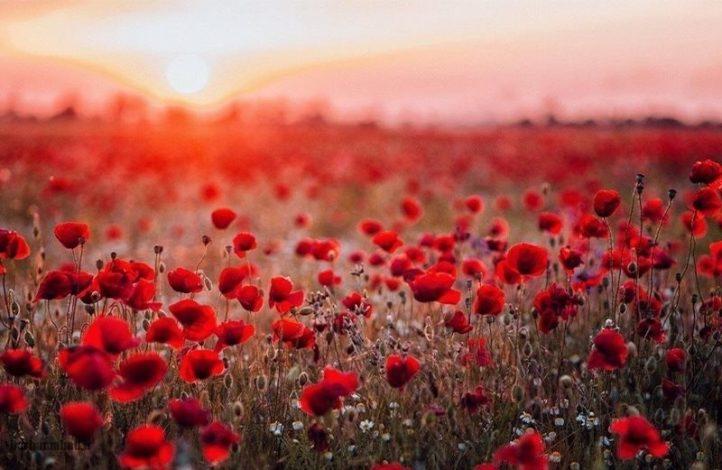 دشت شقایق کالپوش سمنان