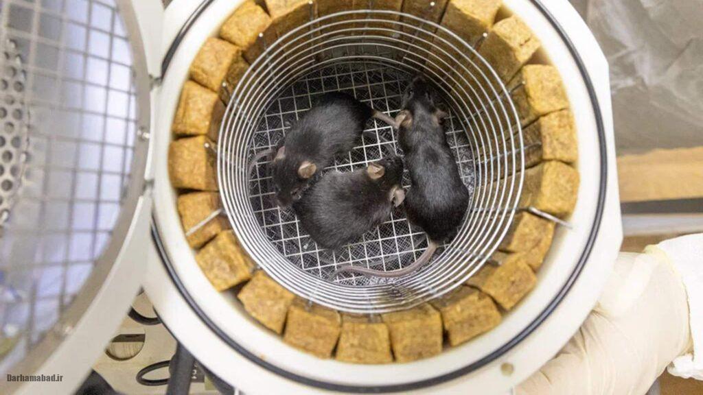 حیونات کشتی نوح روسیه - بیون-M شماره ۲