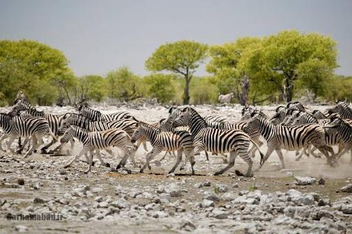 مهاجرت مهاجرت